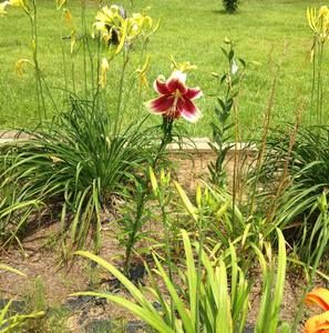 Meet your Posher, Faye